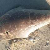 Каспий жағалауынан екі жүзге жуық итбалықтың өлексесі табылды