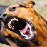 Көкшетауда аяғы ауыр әйелді қараусыз жүрген иттер талап тастады