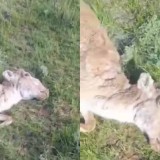 ШҚО-да киіктер қырылып жатыр. Халық алаңдаулы