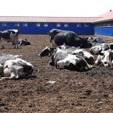 Қазақстан аумағында аусылға қарсы вакцина өндірілмек