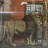 "Арыстанға тас лақтырған": Алматыда зообақта тәртіп бұзған азамат айыппұл арқалады