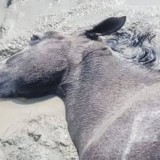 Маңғыстауда қолайсыз ауа райынан жүз елуден астам мал қырылды