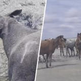 Маңғыстауда нөсерден кейін 100-ден астам жылқы қырылып қалды