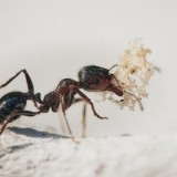 Чемоданына құмырсқа салып өтпек болған болған ер адам түрмеге тоғытылды