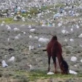 Маңғыстаудың даласы қоқысқа толып жатыр