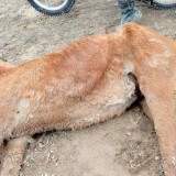 Маңғыстауда нөсер салдарынан 500-ден астам мал қырылды