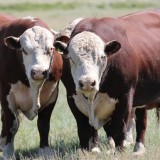 Малға уақтылы вакцина салмаған фермерлер енді айыппұл арқалайды