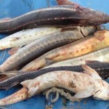 Прокуратура ескертті: Енді балық өнімін сатып алу қылмыс болуы мүмкін