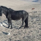 Шекарада 1000 басқа жуық малмен жүк көліктері қолға түсті