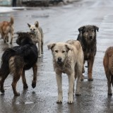Сенат бұралқы иттерге қатысты даулы түзетулерді Мәжіліске қайтарды