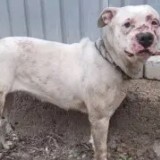 Қазақстанда жануарларды тастап кеткендерге қатаң жаза енгізіледі