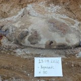 Каспийде қырылған итбалықтар мен аққулардың өлімінің себебі айтылды