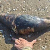 Каспий жағалауынан қырыққа жуық итбалықтың өлексесі табылды
