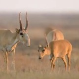 Павлодардағы киік өлекселері фермерлерді алаңдатып отыр