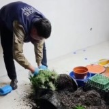 Ақтауда ер адамнан 7 келіден астам марихуана тәркіленді