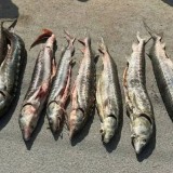 Маңғыстауда полиция ондаған келі бекіре мен гашиш тәркіледі