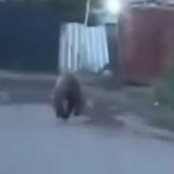 Жетісу облысында ауылға кірген жабайы аю тұрғындарды шошытты