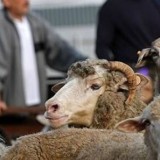 Елімізде Құрбан айт қарсаңында құрбандыққа шалынатын мал бағасы қымбаттаған