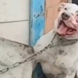 Итті аяусыз соққыға жыққан атыраулық әйел 100 сағат қоғамдық жұмысқа тартылды