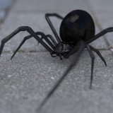 Маңғыстауда 18 адамды улы өрмекші шаққан