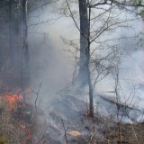 Бүгін ел аумағында бес орман өрті тіркелді