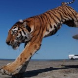 Қазақстанда 70 жылдан кейін алғаш рет Амур жолбарысы табиғатқа жіберілді