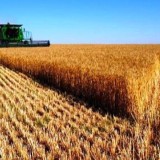 Қазірдің өзінде 1,6 миллион тонна астық жиналды