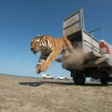 Амур жолбарысы табиғатқа жіберілді