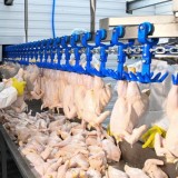 Қызылорда облысында жылына 6 мың тонна өнім өндіретін құс фабрикасы ашылды