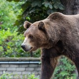 ШҚО-да аю 58 жастағы ер адамға шабуыл жасап, ауыр жарақат салды