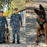 Тапқыр ит: Жоғалған қарияны үйіне оралтты