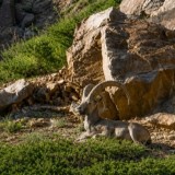 «Көлсай көлдерінің» тау бөктерінде таутекелер еркін жайылып жүр (ВИДЕО)