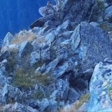 Катонқарағайда қар барыстарының сирек кадрлары фототұзаққа түсті