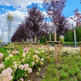 Астанада биыл миллионнан астам жасыл желек отырғызылады
