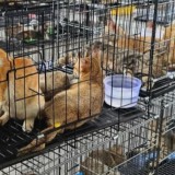 Екі мыңнан астам мысықты ұрлап, етке өткізген қылмыстық топ ұсталды