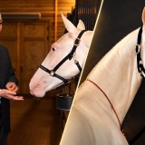 Жарқыраған Ақжан: Астанада туған ерекше жылқы несімен таңғалдырады?