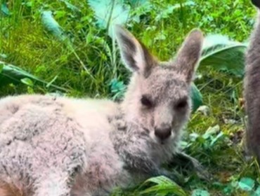 Қазақстандықтар кенгурудың төліне есім ұсына алады