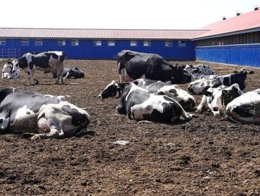 Қазақстан аумағында аусылға қарсы вакцина өндірілмек