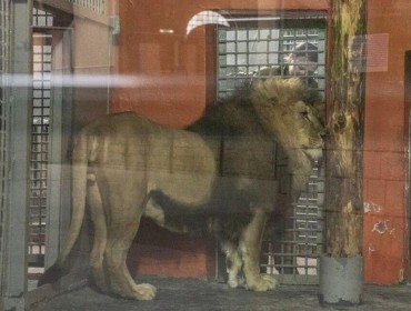 "Арыстанға тас лақтырған": Алматыда зообақта тәртіп бұзған азамат айыппұл арқалады