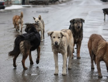 Сенат бұралқы иттерге қатысты даулы түзетулерді Мәжіліске қайтарды