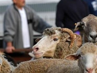 Елімізде Құрбан айт қарсаңында құрбандыққа шалынатын мал бағасы қымбаттаған