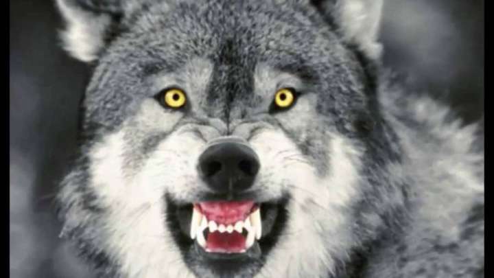 Қасқыр мен қорқауды атуға лимит жарияланды