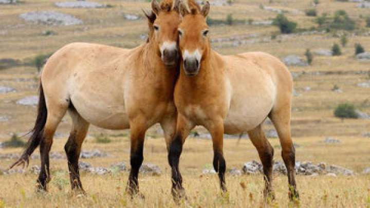 Құландар тағдыры