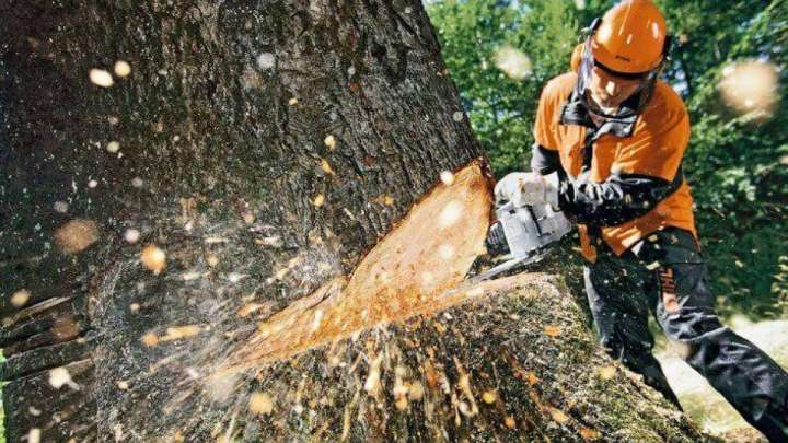 «Бір тал кессең, он тал ек»