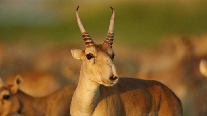 «Бөкеннен сұлу аңды мен көрмедім...»