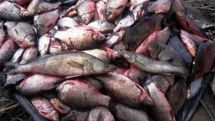 Жыл басынан бері 50-ге жуық заң бұзу фактісі тіркелген