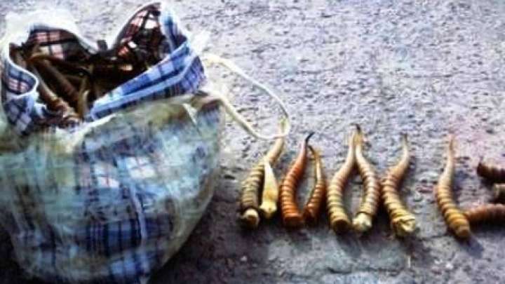 Ақбөкен мүйізін көксегендер құрықталды