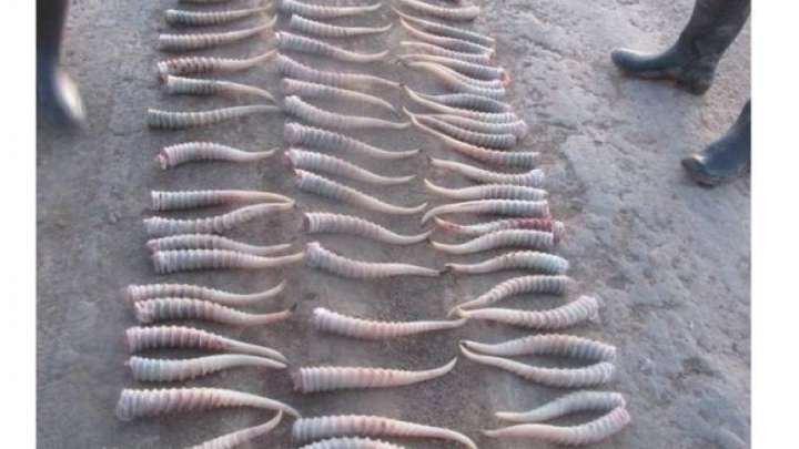 Киік мүйізін «кәсіпке» айналдырғандар ұсталды