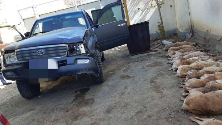 Киік қырғандар құрықталуы тиіс