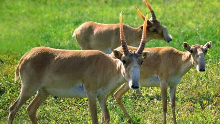 Табиғатты акциясыз да қорғауымыз керек